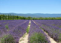 Lavender fields Provence France