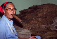 Cigar maker Havana Cuba